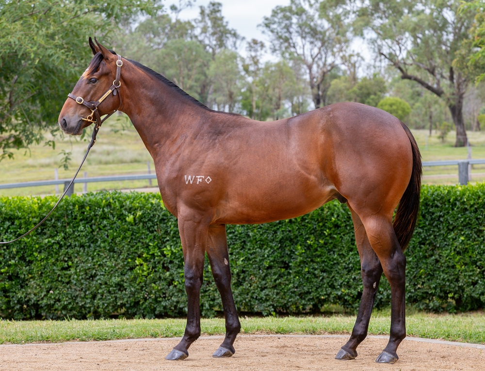 Spirit of Boom (AUS) / Transversale (AUS) 2024 Colt - Image 1