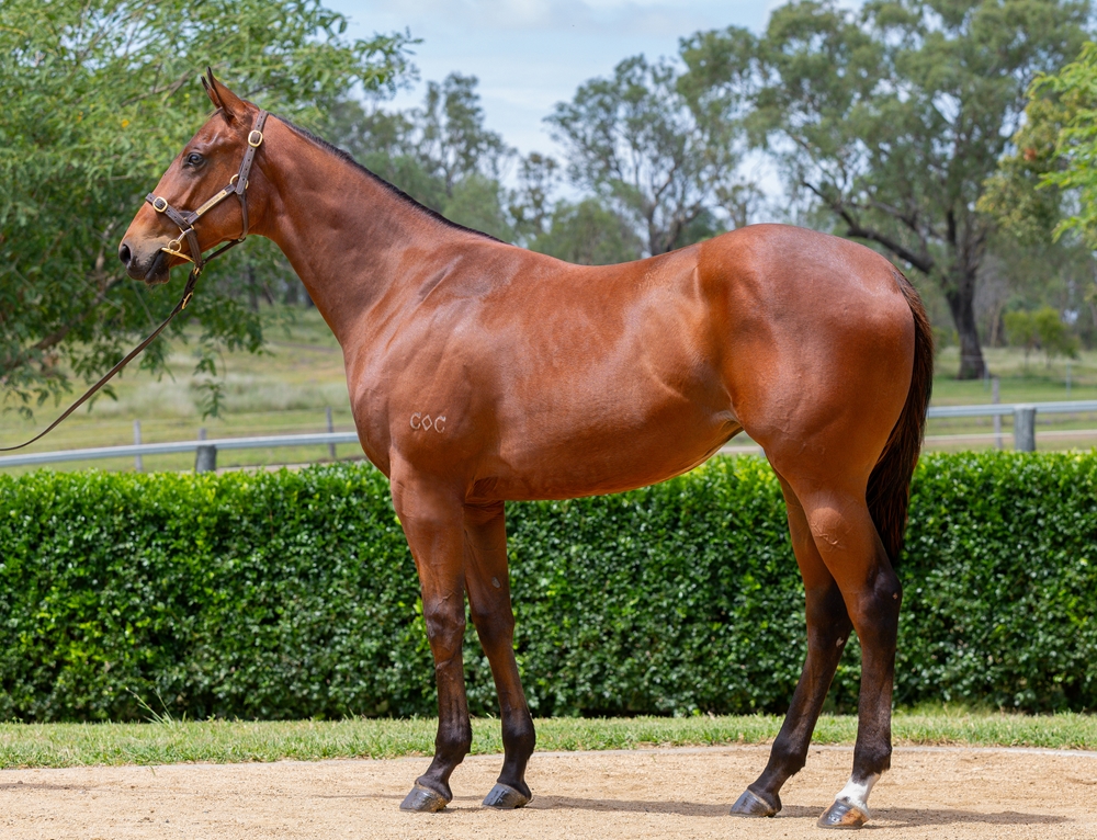 Spirit of Boom (AUS) / Vanishes (AUS) 2024 Filly - Image 1