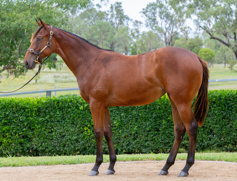 Spirit of Boom (AUS) / Claudia Jean (AUS) 2024 Filly - Image 1