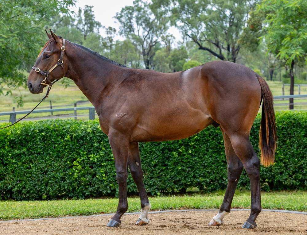 Spirit of Boom (AUS) / Enolaba Lass (AUS) 2024 Colt - Image 1