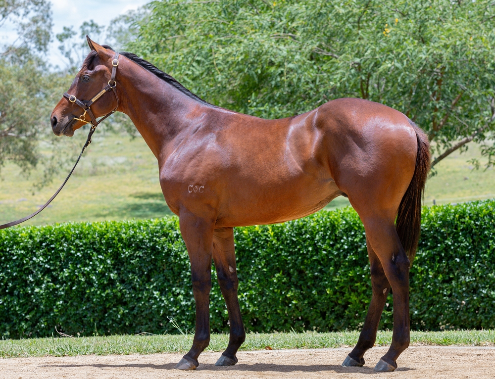 Encryption (AUS) / Give Me Ten (NZ) 2024 Colt - Image 1