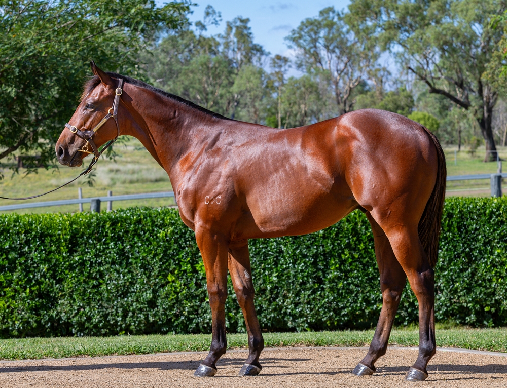 Pierata (AUS) / Queen Ryker (AUS) 2024 Colt - Image 1
