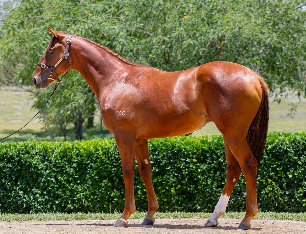 Bivouac (AUS) / Rebel Cry (AUS) 2024 Colt - Image 1