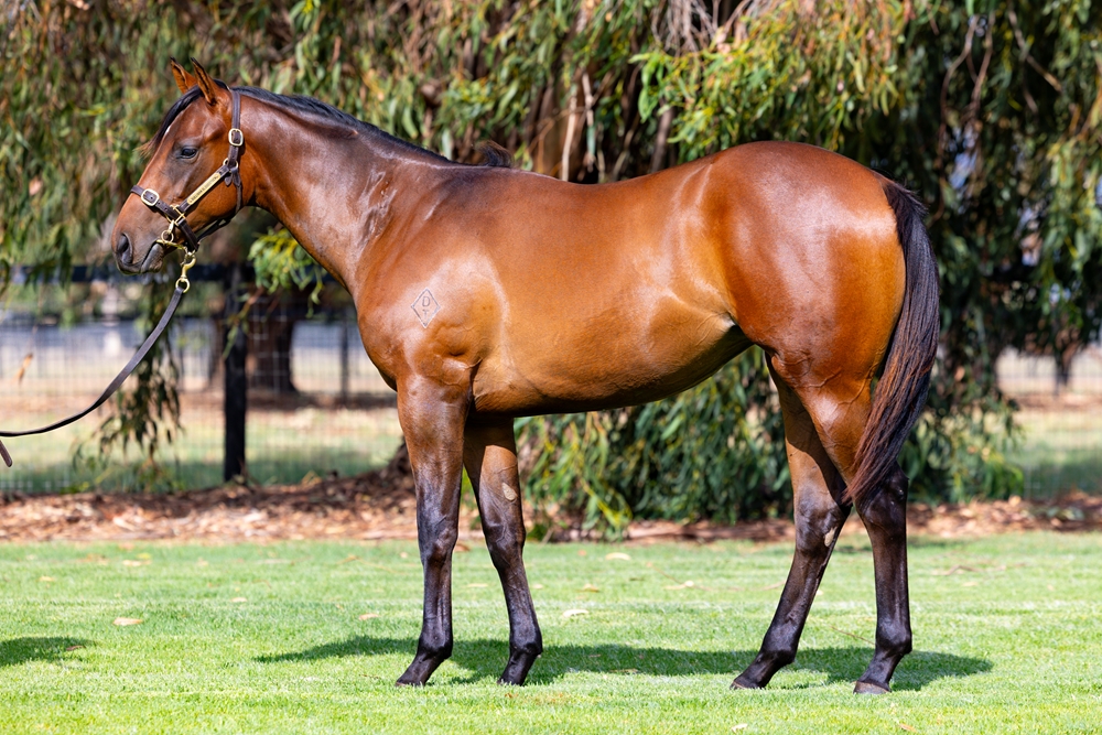 Farnan (AUS) / Midtown (AUS) 2024 Filly - Image 1
