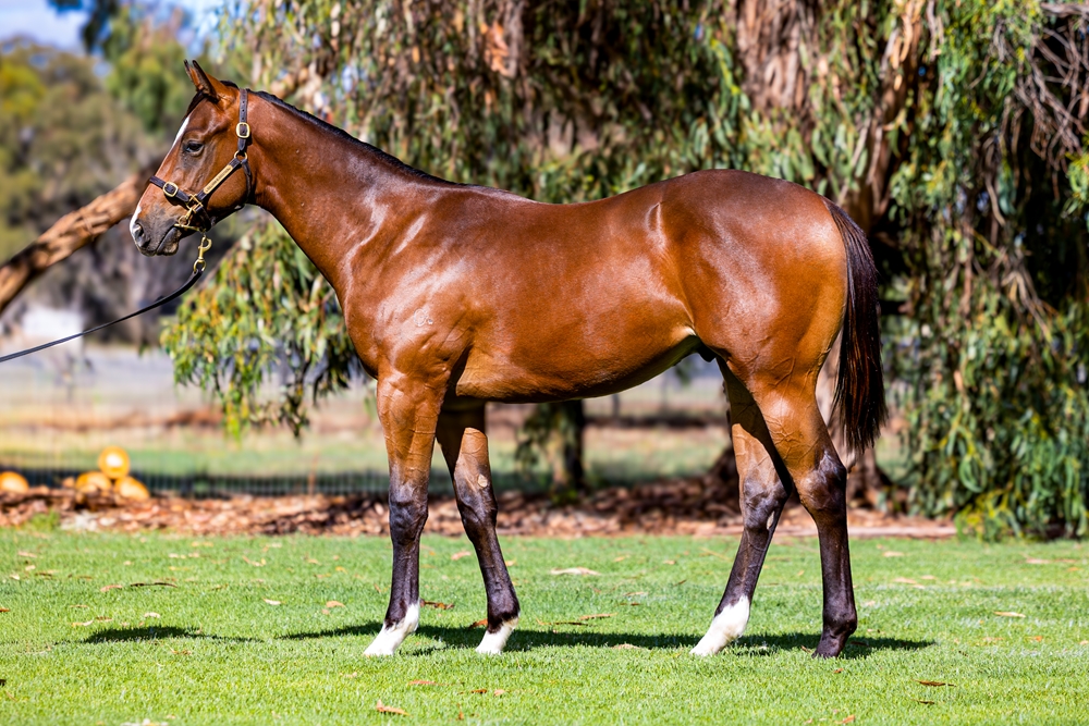 Bivouac (AUS) / Rhone (AUS) 2024 Colt - Image 1