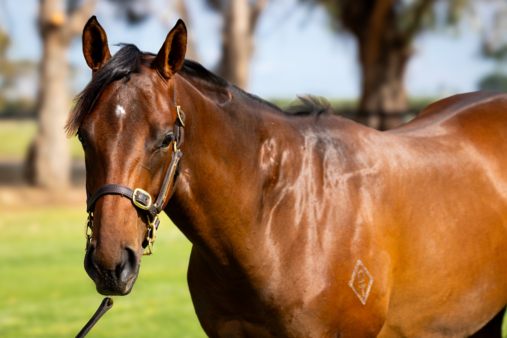 Farnan (AUS) / Midtown (AUS) 2024 Filly - Image 2