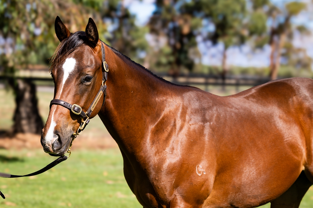 Bivouac (AUS) / Rhone (AUS) 2024 Colt - Image 2