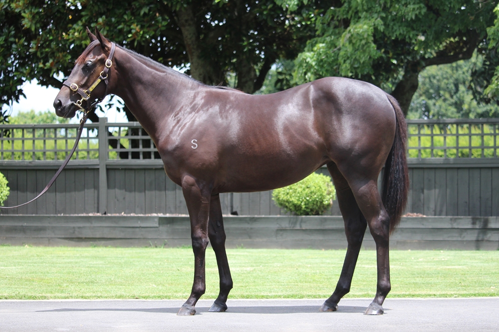Profondo (AUS) / Akela Belle (NZ) 2024 Filly - Image 1