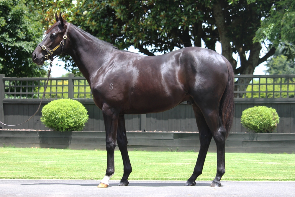 Profondo (AUS) / Drop the Beat (NZ) 2024 Colt - Image 1