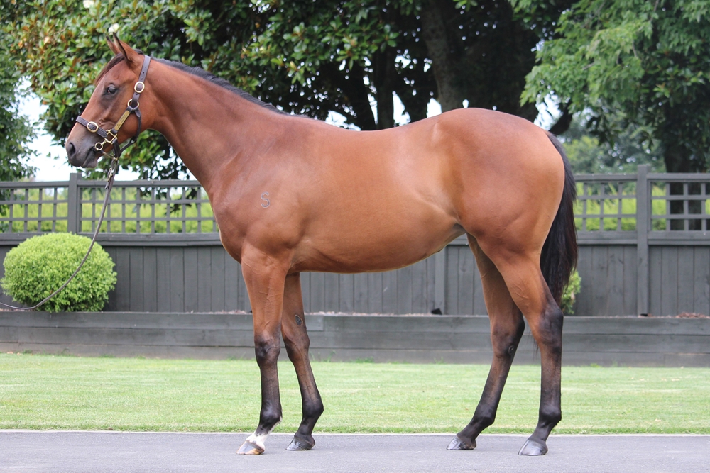Profondo (AUS) / Miss Mayfield (AUS) 2024 Filly - Image 1