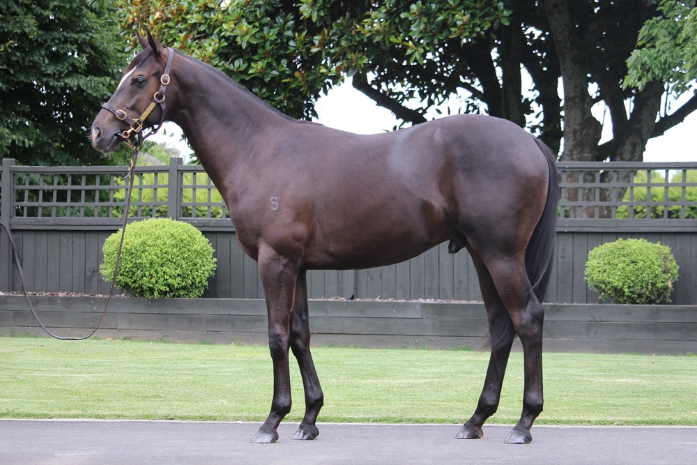 Profondo (AUS) / Ohio Showgirl (NZ) 2024 Colt - Image 1