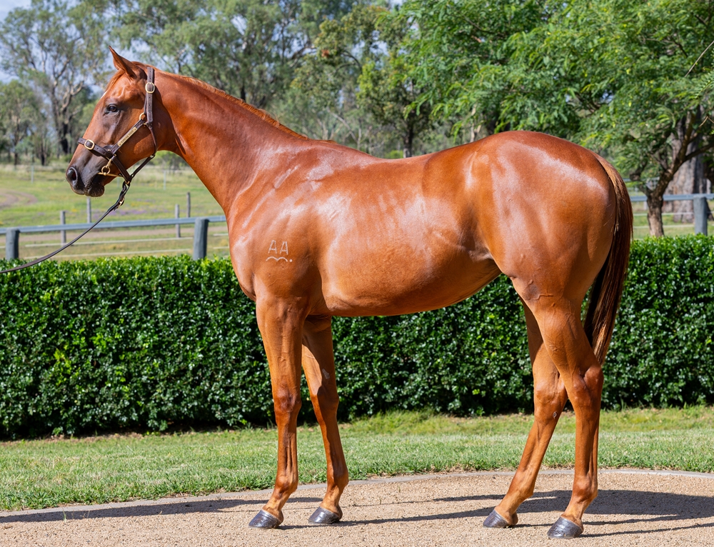 Capitalist (AUS) / Lady Grazier (AUS) 2024 Filly - Image 1