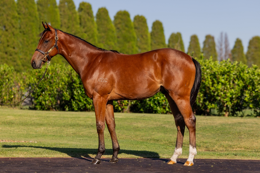 I Am Invincible (AUS) / Ballistic Lover (AUS) 2024 Colt - Image 1