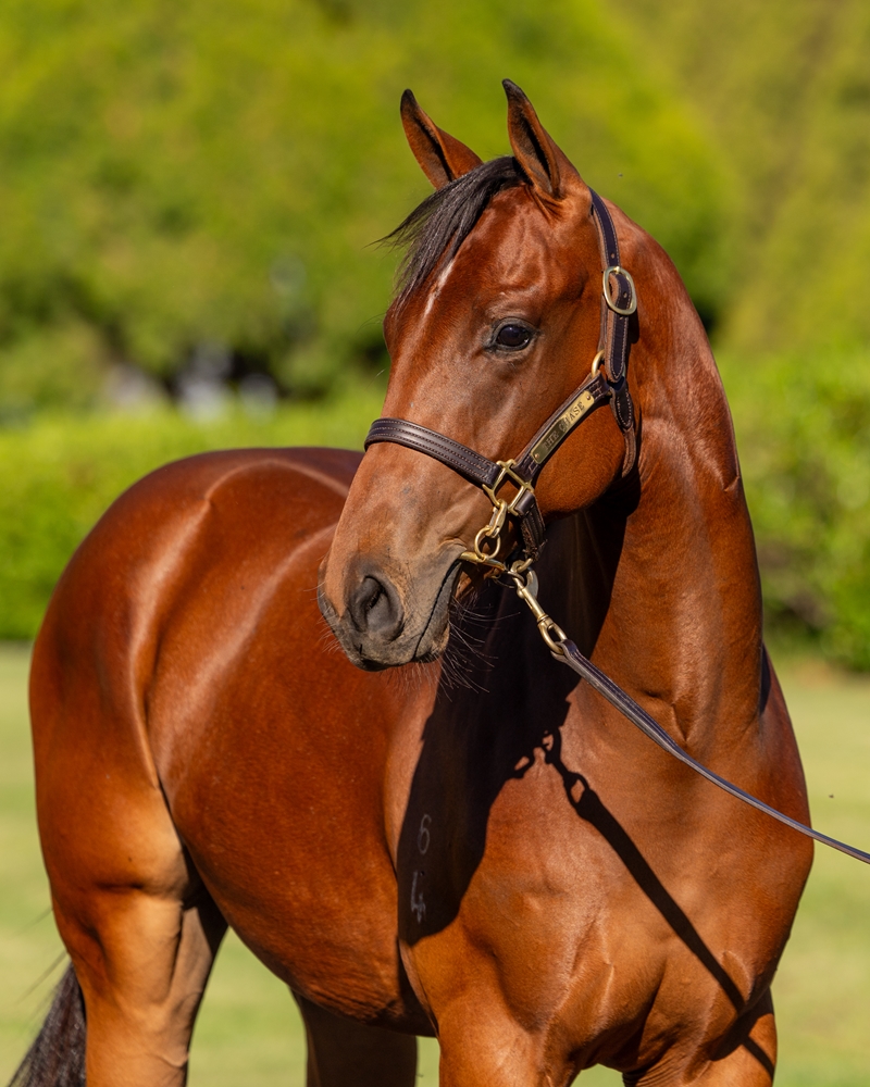 I Am Invincible (AUS) / Ballistic Lover (AUS) 2024 Colt - Image 2