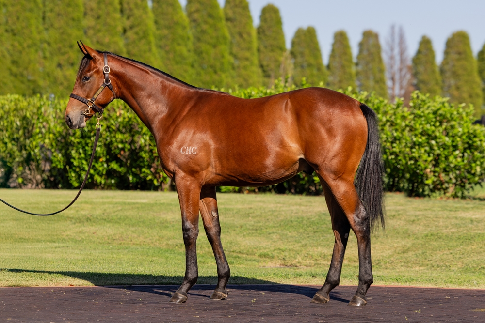 Extreme Choice (AUS) / Dame Giselle (AUS) 2024 Colt - Image 1