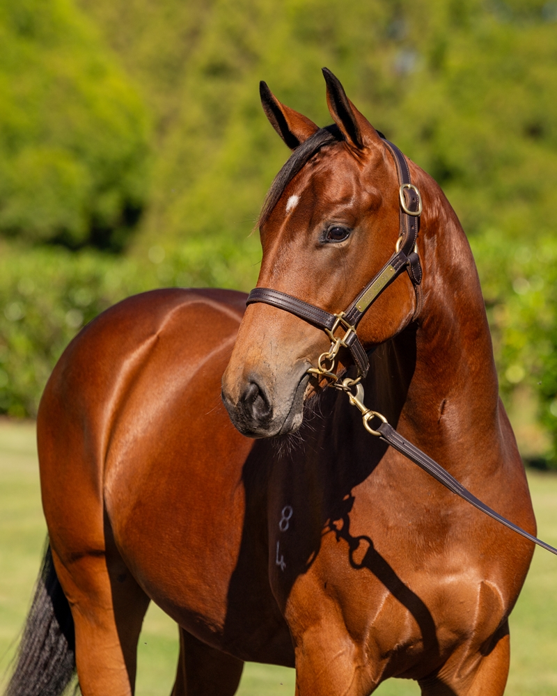 Extreme Choice (AUS) / Dame Giselle (AUS) 2024 Colt - Image 2