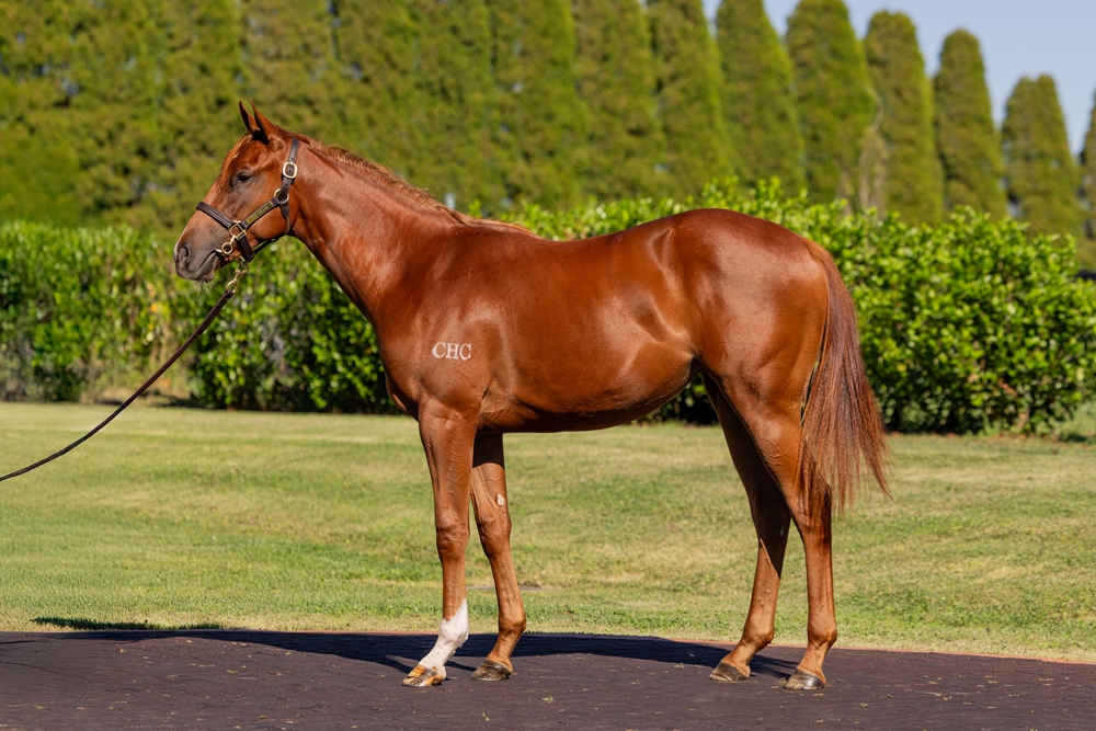 Zoustar (AUS) / French Fern (AUS) 2024 Filly - Image 1