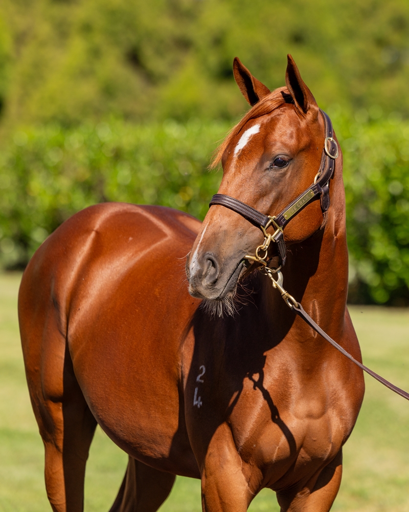 Zoustar (AUS) / French Fern (AUS) 2024 Filly - Image 2