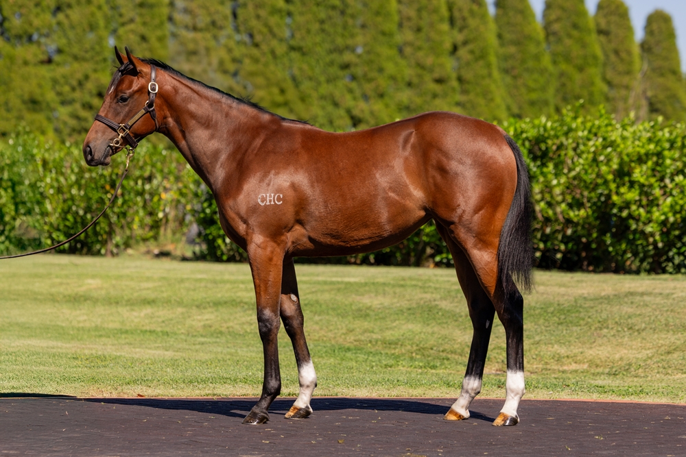 Capitalist (AUS) / Grasslands (AUS) 2024 Filly - Image 1