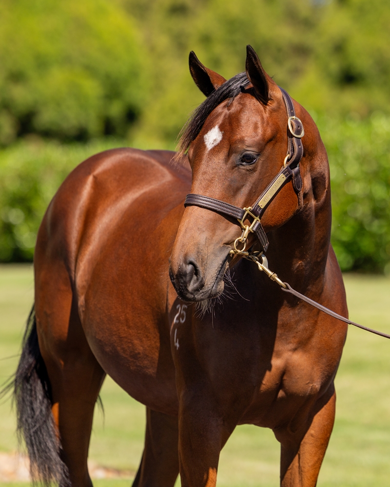 Capitalist (AUS) / Grasslands (AUS) 2024 Filly - Image 2