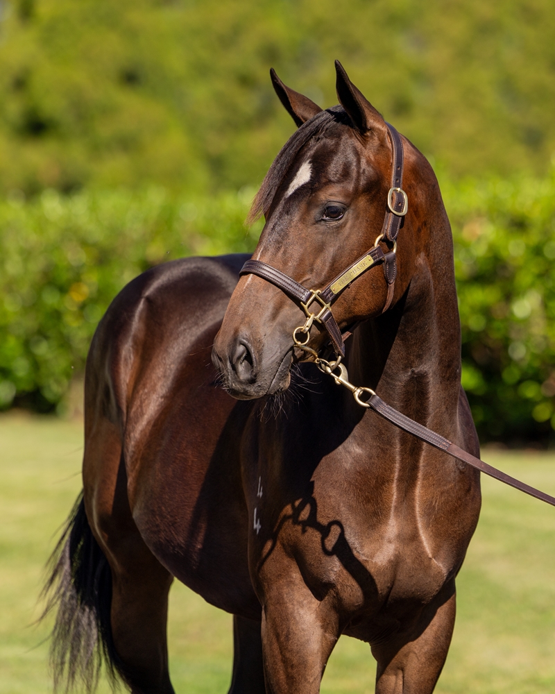 Stay Inside (AUS) / Helix Park (AUS) 2024 Colt - Image 2