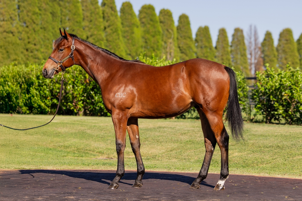 Extreme Choice (AUS) / Penang (NZ) 2024 Colt - Image 1