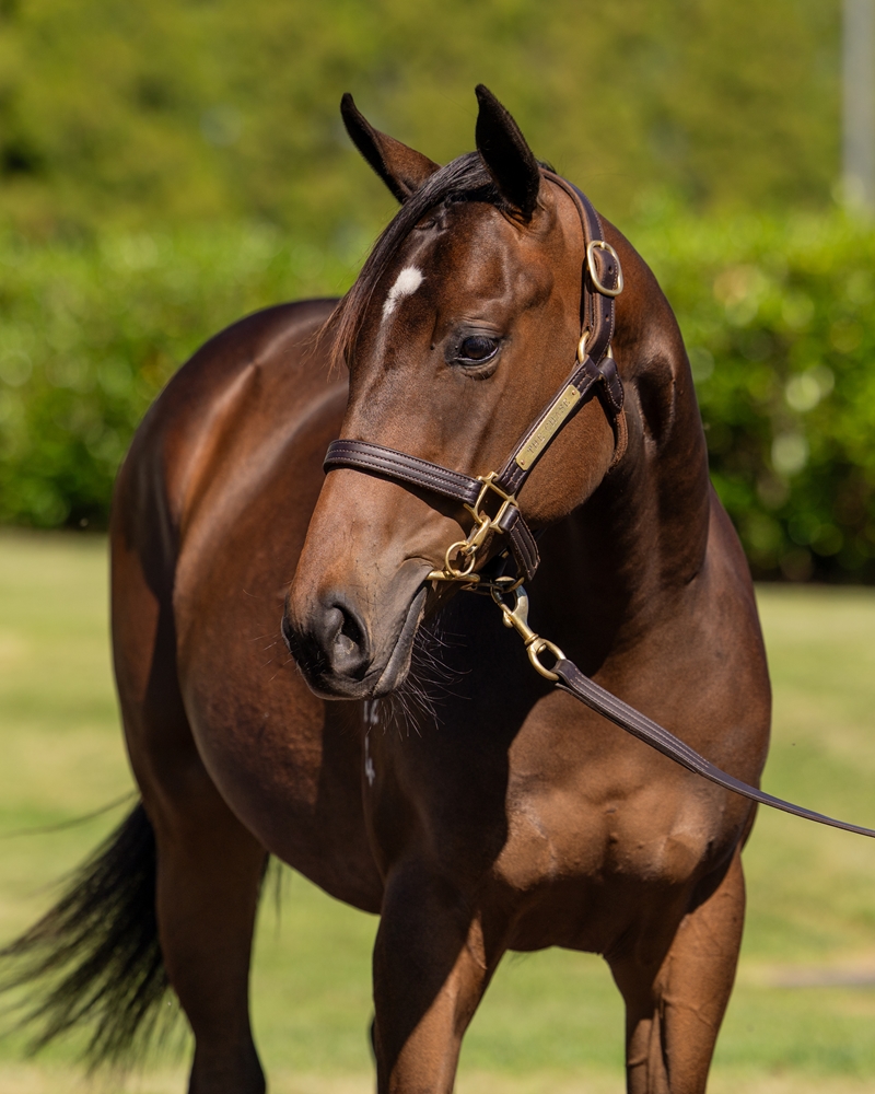 Russian Revolution (AUS) / Purcentage (AUS) 2024 Filly - Image 2