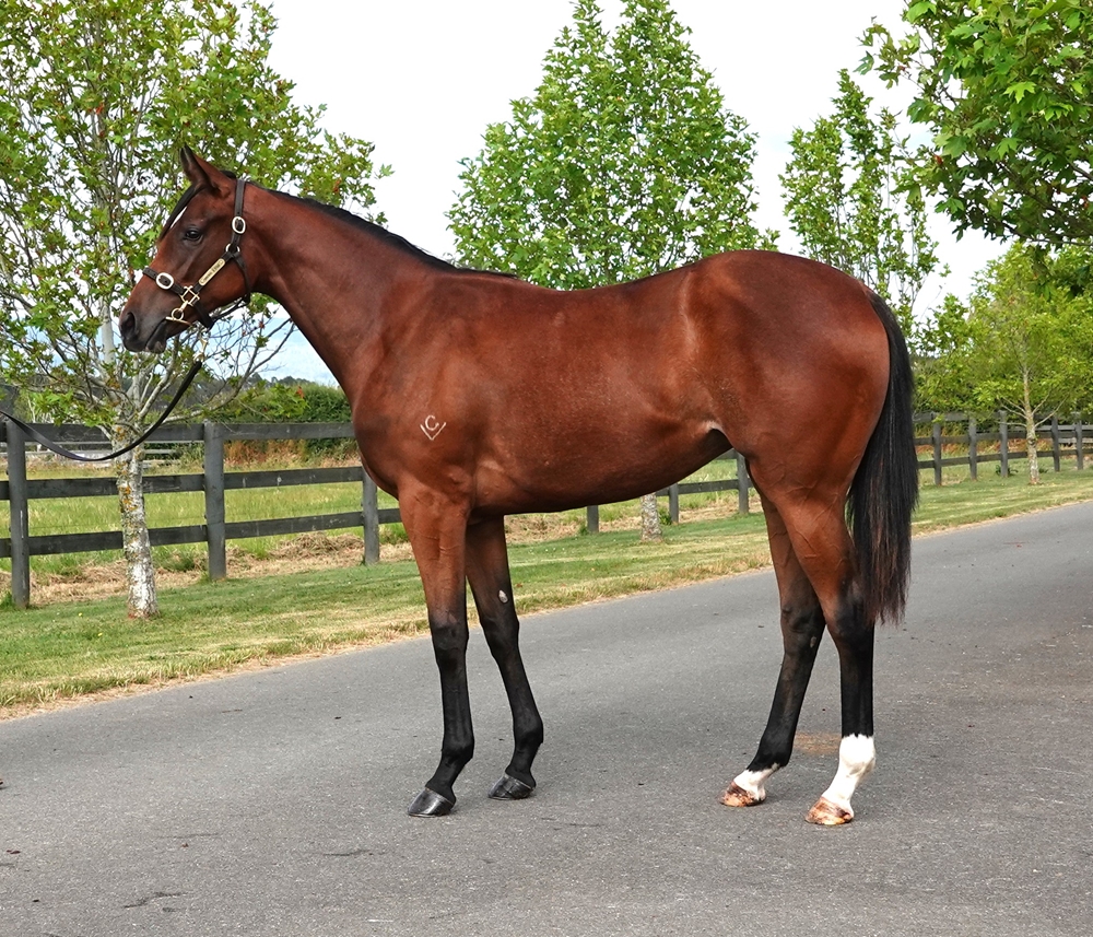 So You Think (NZ) / Celavi (AUS) 2024 Filly - Image 1
