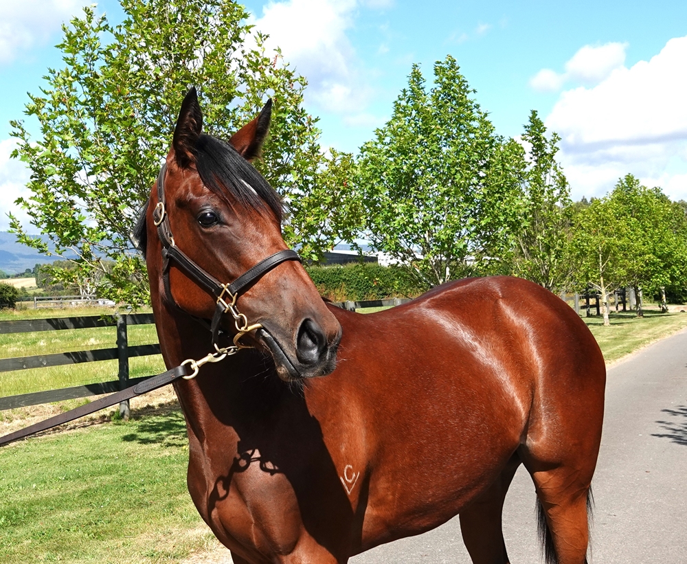 So You Think (NZ) / Celavi (AUS) 2024 Filly - Image 2