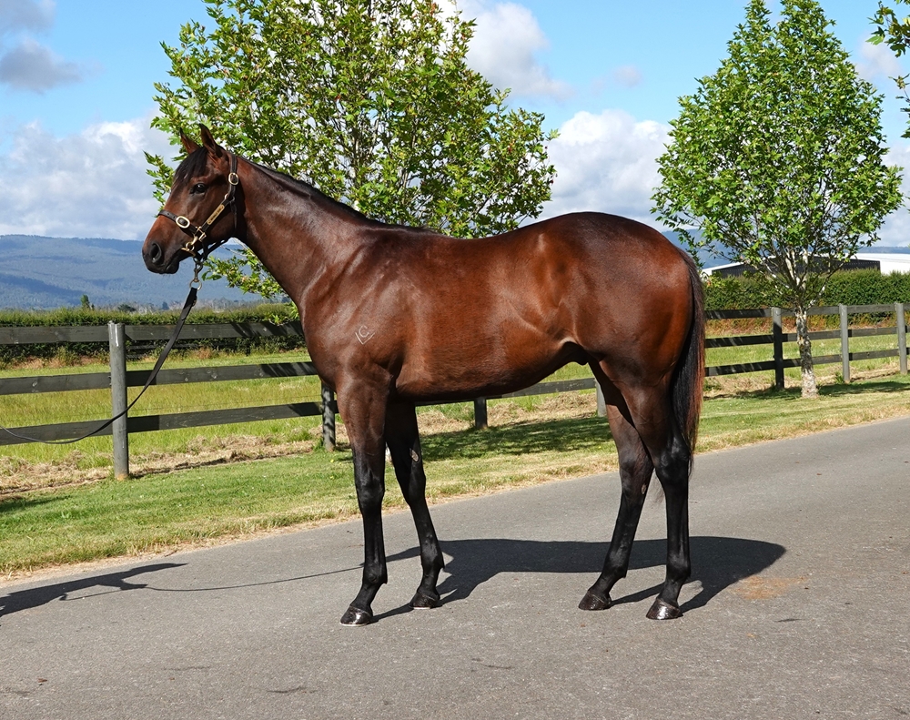 Stay Inside (AUS) / Galway Girl (AUS) 2024 Colt - Image 1