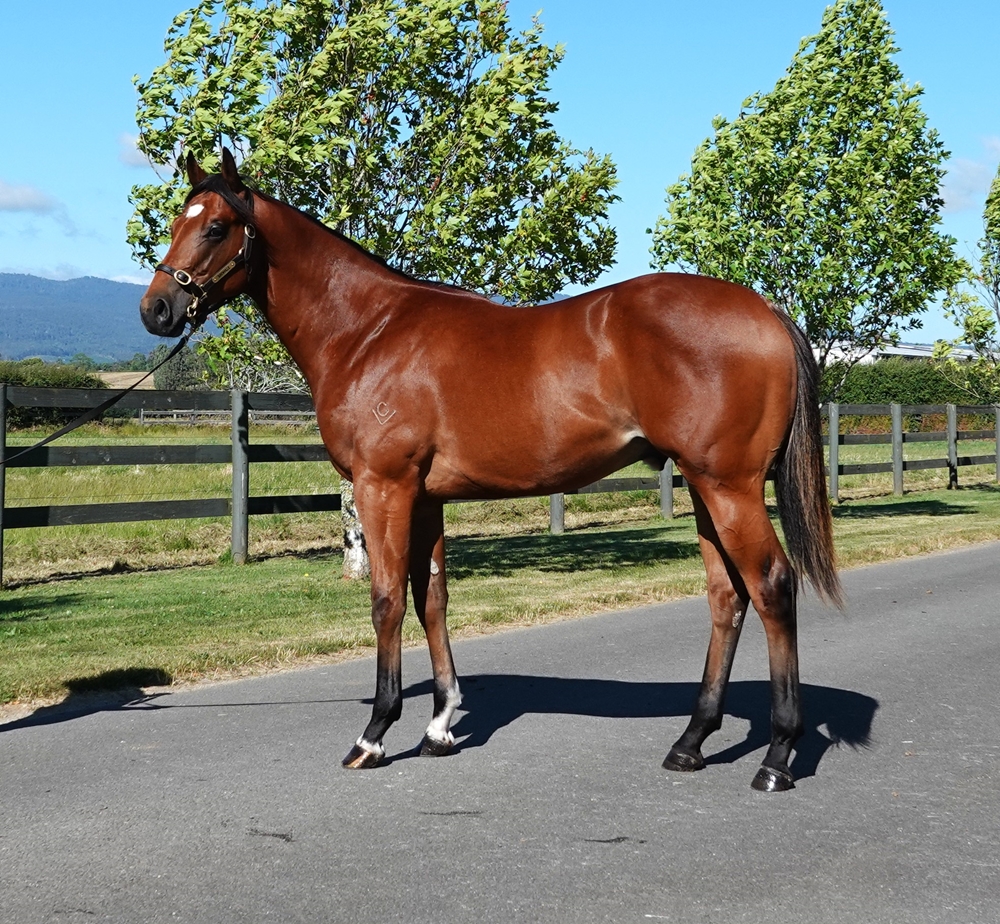 Home Affairs (AUS) / My Poppette (AUS) 2024 Colt - Image 1