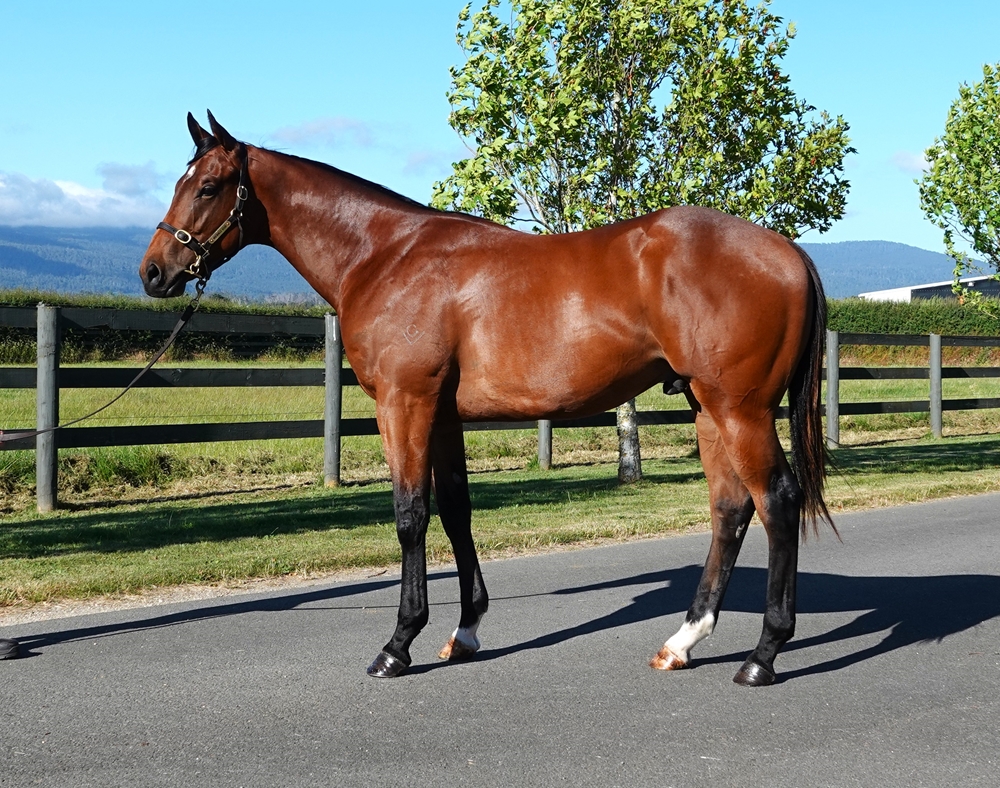 Toronado (IRE) / Sunrise Yellow (AUS) 2024 Colt - Image 1