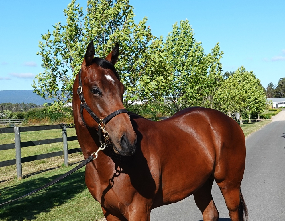 Toronado (IRE) / Sunrise Yellow (AUS) 2024 Colt - Image 2