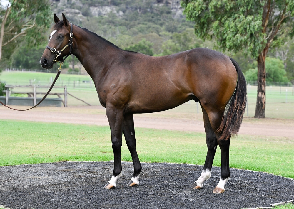 Harry Angel (IRE) / Li'l Cashy (AUS) 2024 Colt - Image 1