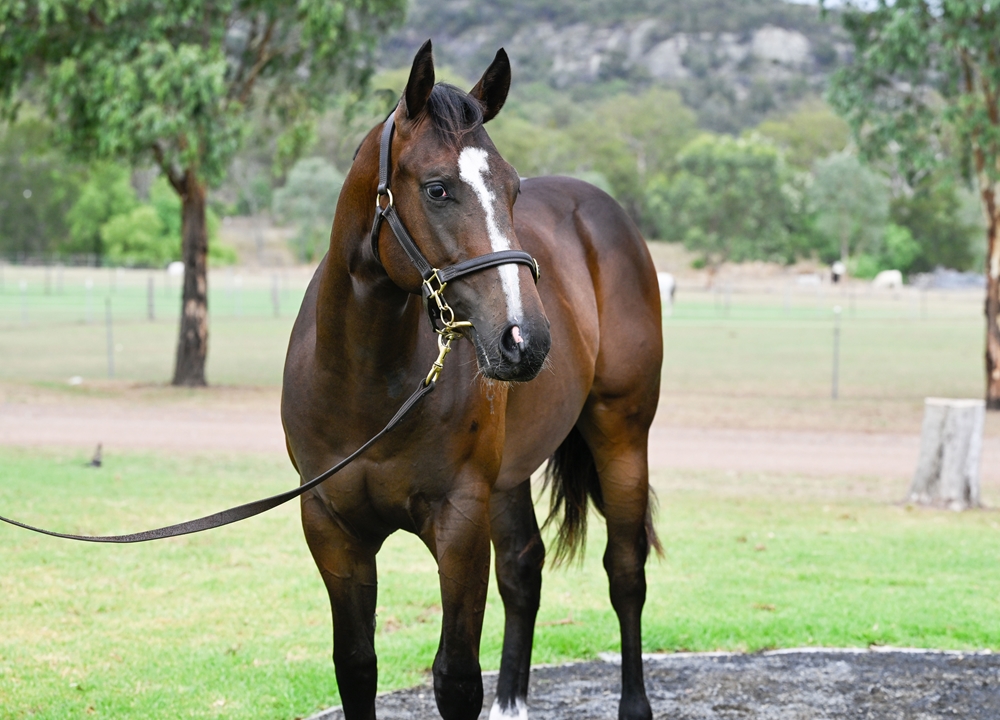Harry Angel (IRE) / Li'l Cashy (AUS) 2024 Colt - Image 2