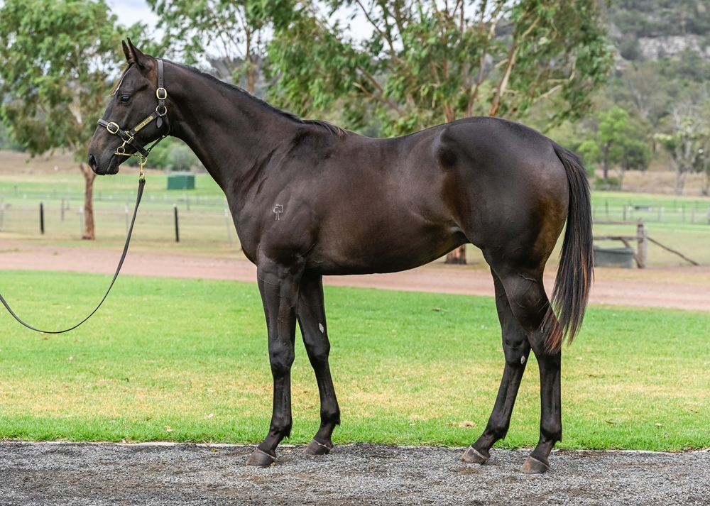 Shamus Award (AUS) / Miss Steele (AUS) 2024 Colt - Image 1