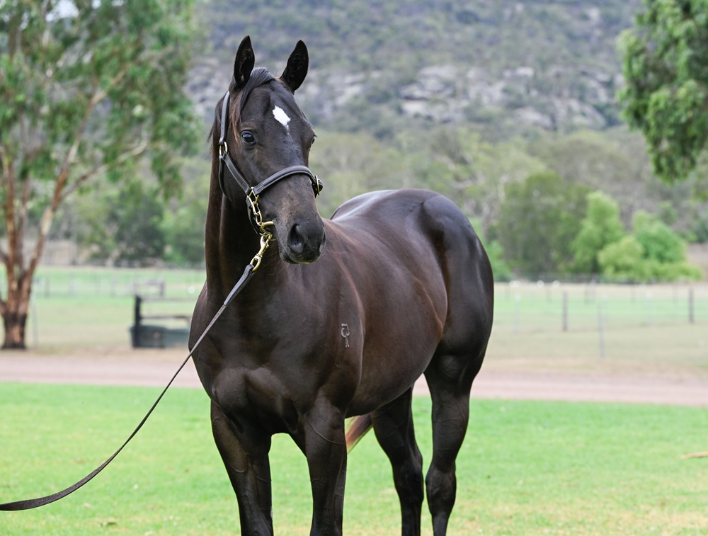 Shamus Award (AUS) / Miss Steele (AUS) 2024 Colt - Image 2