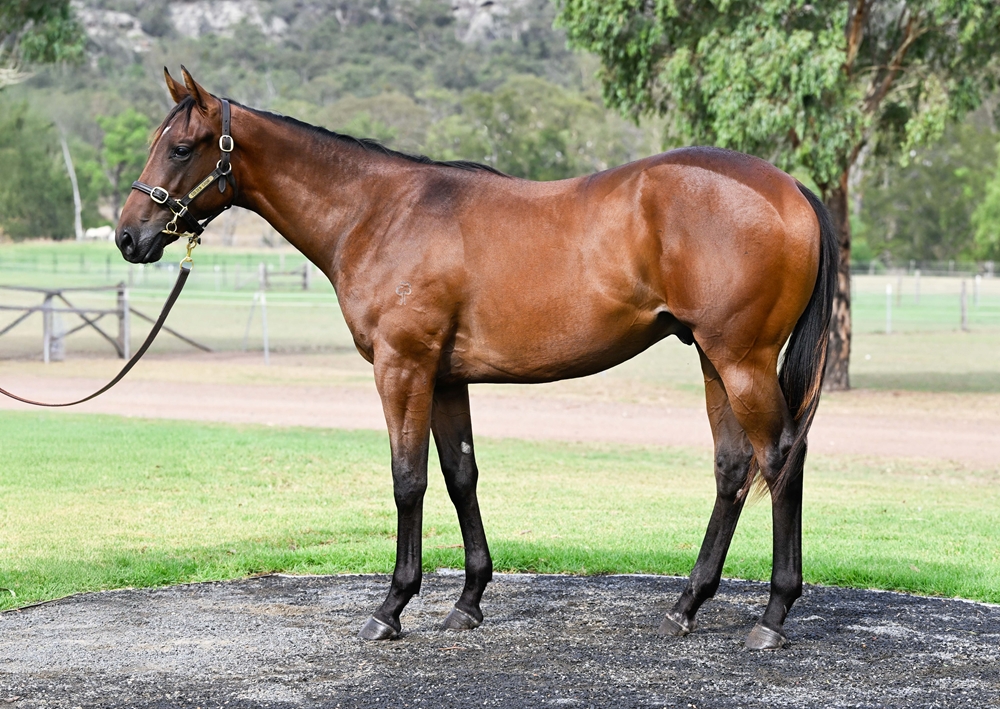 Pinatubo (IRE) / Sparklers (AUS) 2024 Colt - Image 1