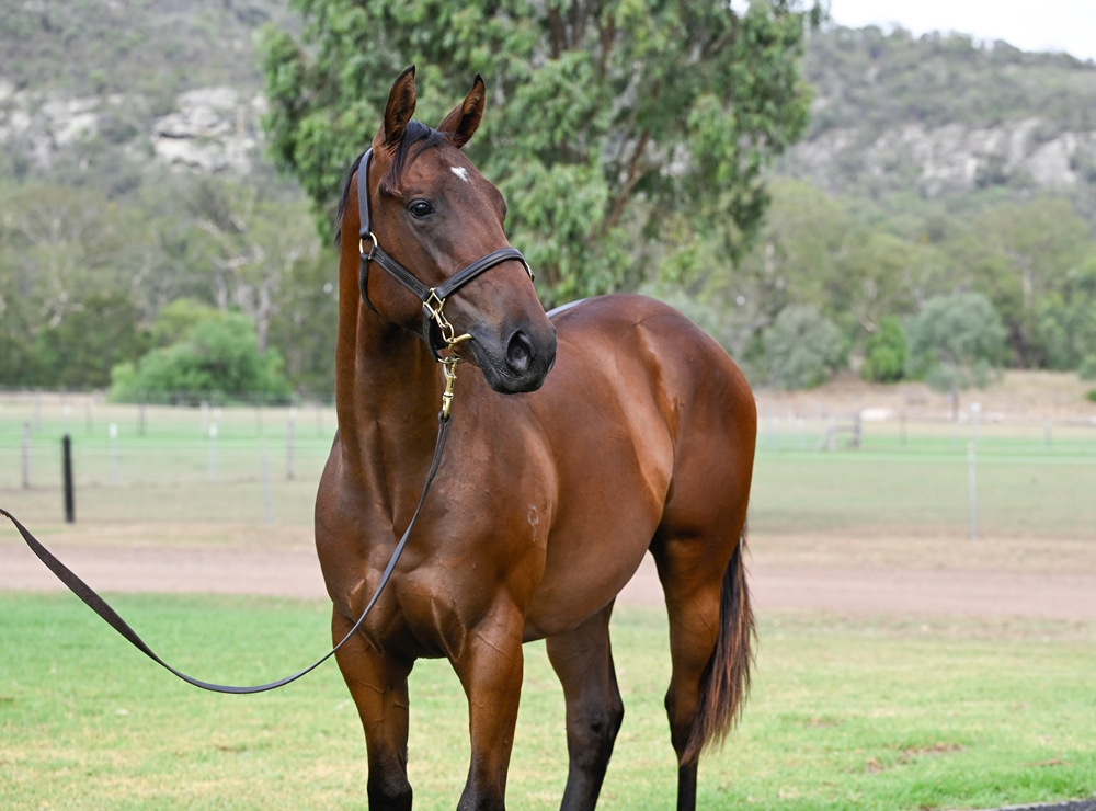 Pinatubo (IRE) / Sparklers (AUS) 2024 Colt - Image 2