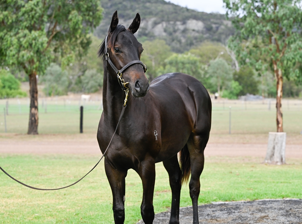 Pierata (AUS) / Carajillo (AUS) 2024 Colt - Image 2