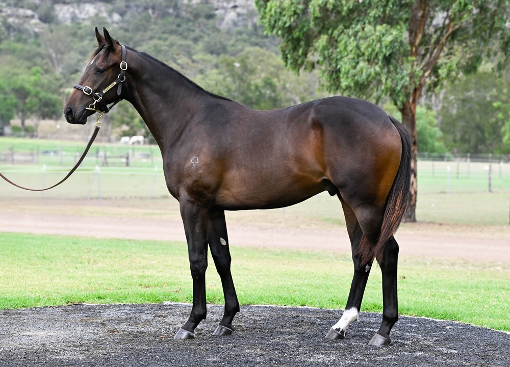 Brazen Beau (AUS) / Choisance (AUS) 2024 Colt - Image 1