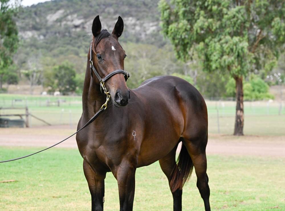 Brazen Beau (AUS) / Choisance (AUS) 2024 Colt - Image 2