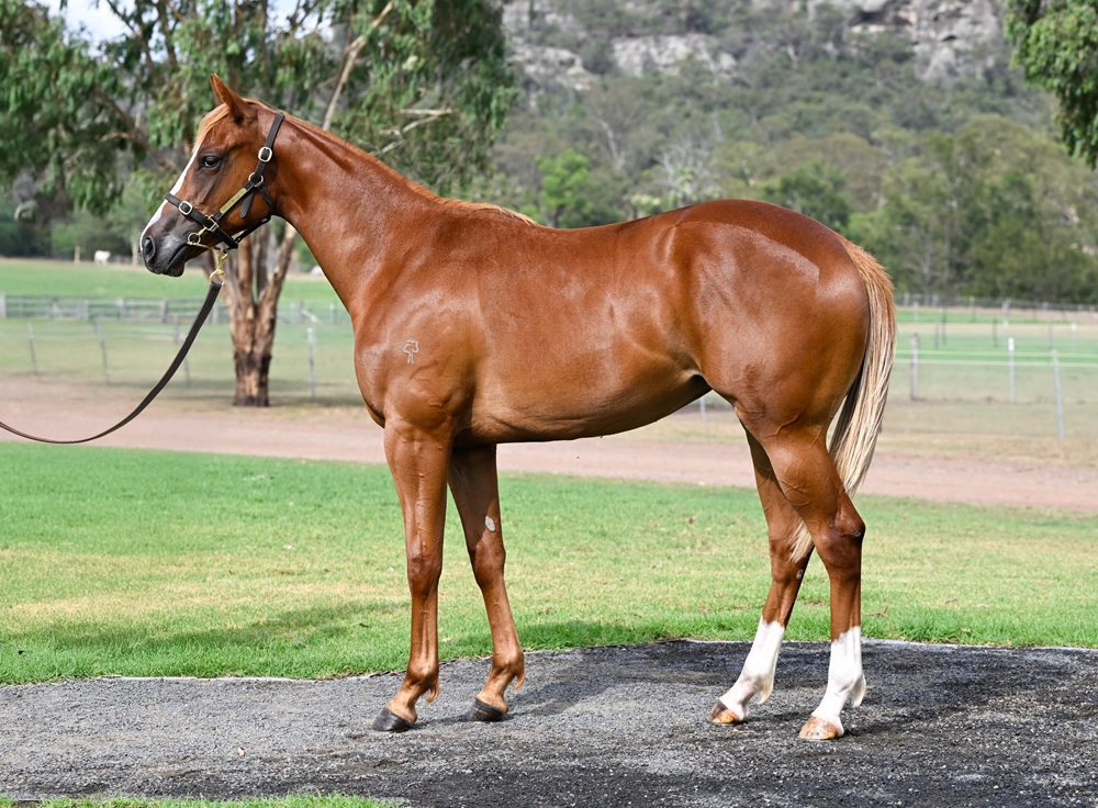 St Mark's Basilica (FR) / Essence of Beauty (AUS) 2024 Filly - Image 1