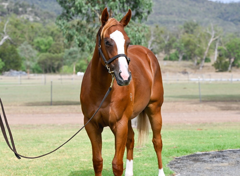 St Mark's Basilica (FR) / Essence of Beauty (AUS) 2024 Filly - Image 2