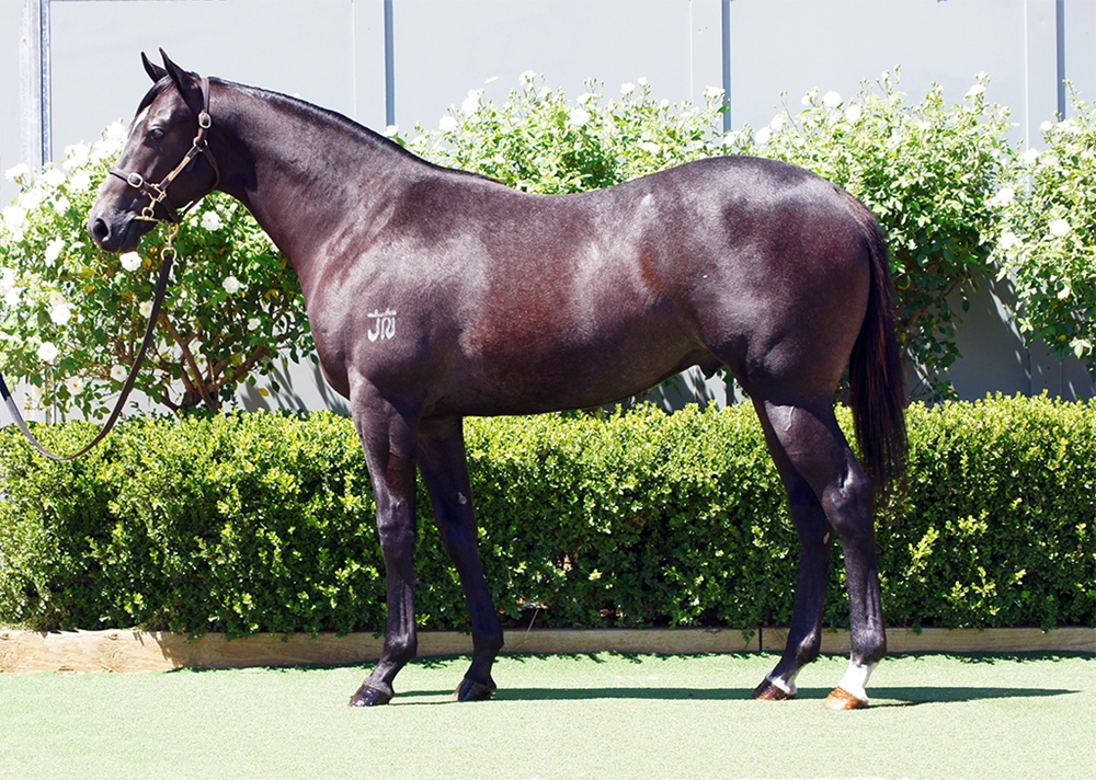 D'Argento (AUS) / Lift All Boats (AUS) 2024 Colt - Image 1