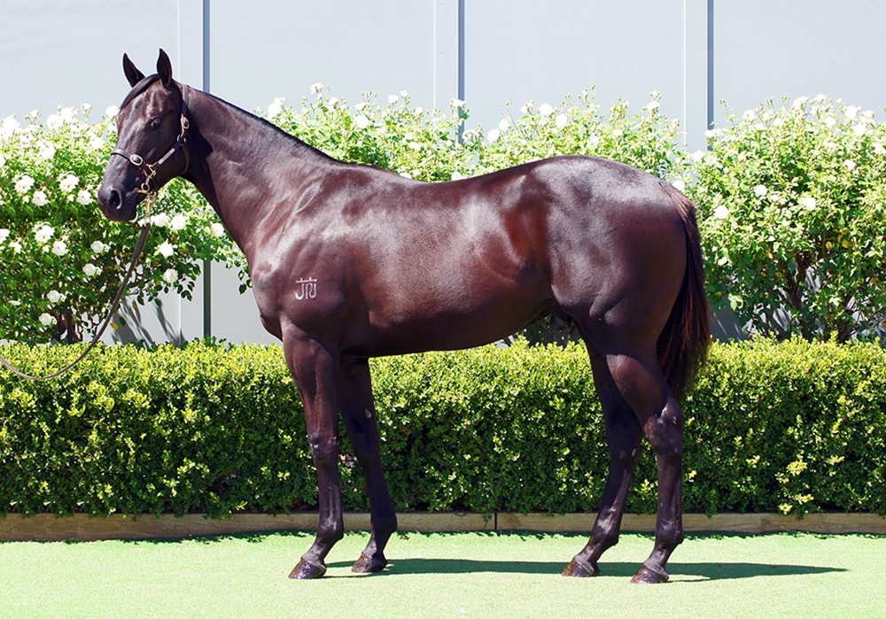 D'Argento (AUS) / Lonhrolite (AUS) 2024 Colt - Image 1