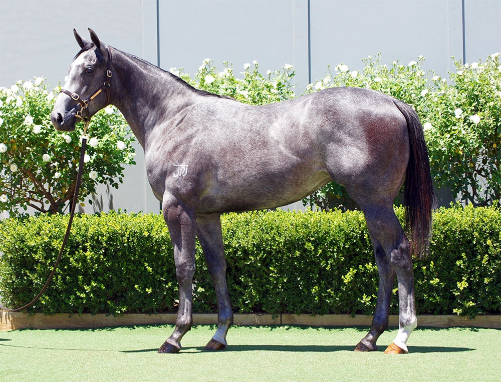 D'Argento (AUS) / More Stories (AUS) 2024 Filly - Image 1