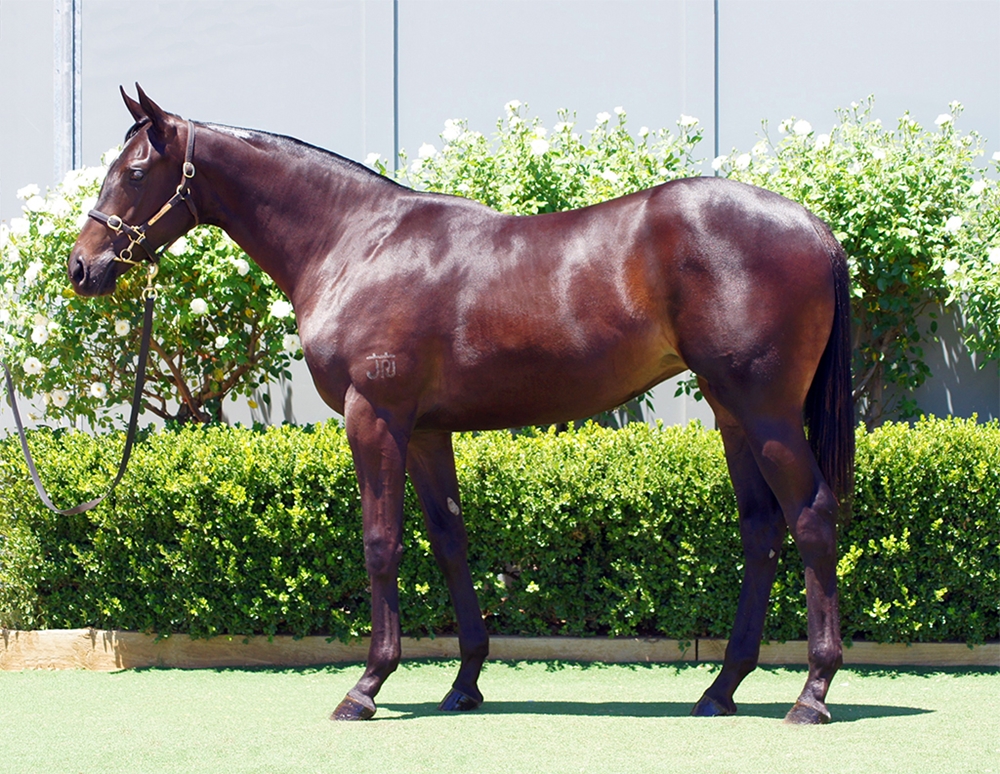 Zousain (AUS) / Streets of Suemori (AUS) 2024 Filly - Image 1