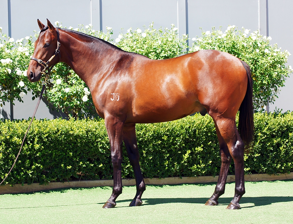 Artorius (AUS) / True Magic (AUS) 2024 Colt - Image 1