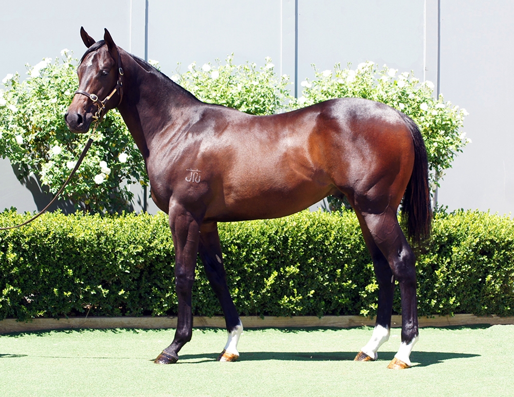 D'Argento (AUS) / Trust Her (AUS) 2024 Colt - Image 1